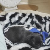 Gül Kuyruk Yavru Pug