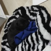 Gül Kuyruk Yavru Pug