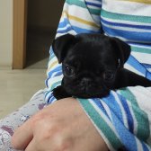 Gül Kuyruk Yavru Pug