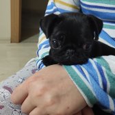 Gül Kuyruk Yavru Pug