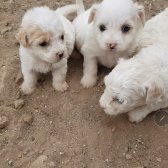 Terrier-Malta Cinsi Dişi 50 Günlük Yavrular...