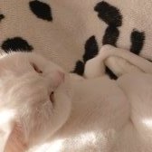 2.5 Yaşında Aşıları Tam Kisir Disi Beyaz Renkli British Kedi