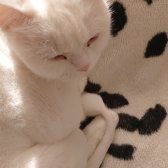 2.5 Yaşında Aşıları Tam Kisir Disi Beyaz Renkli British Kedi