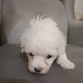 Maltese Terrier 1.5 Aylik