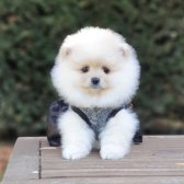Teddy Bear Pomeranian Boo Yavrularımız 0543 223 4403