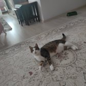 Osman