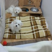 Yavru Köpek Maltese
