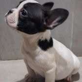French Bulldog Yawrular