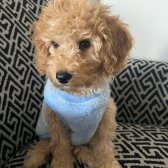 Toy Poodle Yavrum