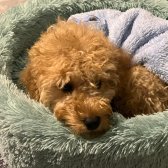 Toy Poodle Yavrum