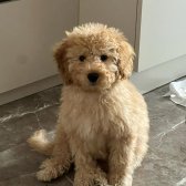 Toy Poodle Yavrum