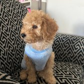Toy Poodle Yavrum