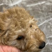 Toy Poodle Yavrum