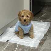 Toy Poodle Yavrum