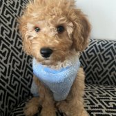 Toy Poodle Yavrum