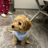 Toy Poodle Yavrum