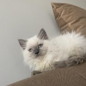 3 Aylık Ragdoll Erkek Kedi̇