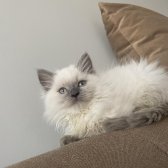 3 Aylık Ragdoll Erkek Kedi̇