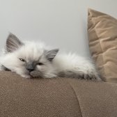 3 Aylık Ragdoll Erkek Kedi̇