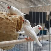Beyaz Bengal İsponuz Takım Anne Baba Yavru 2 Tahta Yuvalık