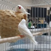 Beyaz Bengal İsponuz Takım Anne Baba Yavru 2 Tahta Yuvalık