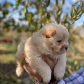 Safkan Chow Chow Yavruları