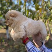 Safkan Chow Chow Yavruları