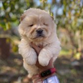 Safkan Chow Chow Yavruları