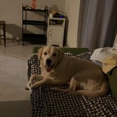 11 Aylık Golden Carlos’a Yuva Arıyoruz.