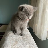 British Shorthair Kedilerimiz