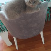 British Shorthair Kedilerimiz