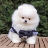 Ayı Surat Karbeyaz Pomeranian Boo Yavrumuz 0543 223 4403