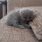 Scottish Fold  ,British Shorthair ,Scottish Longhair Yavrular