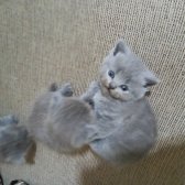 Scottish Fold  ,British Shorthair ,Scottish Longhair Yavrular