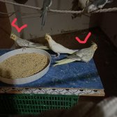 2 Aylık Alıştırmalık Yarular