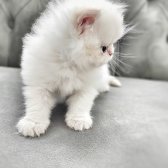 Safkan Orjinal Exotic Longhair Redpoint