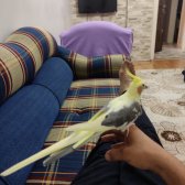 Sultan Papağanı 1 Yaşına Yeni Girdi