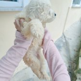 Maltese Terrier Bebekler Tüğ Dökmez