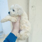 Maltese Terrier Bebekler Tüğ Dökmez