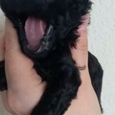 Siyah İnci Toypoodle