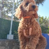 Red Toy Poodle Erkek