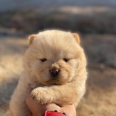 Safkan Chow Chow Yavruları