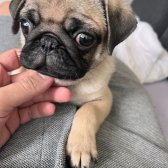 2 Aylık Pug Bursa