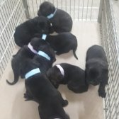 Safkan Cane Corso  Yavrularımız  Rezerve Ye  Açıktır. Safkan Cane Corso  Yavrularımız  Rezerve Ye  Açıktır.