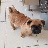2.5 Aylık Pug