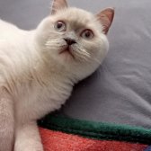 14 Aylık Dişi British Shorthair