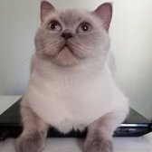 14 Aylık Dişi British Shorthair