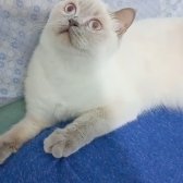 14 Aylık Dişi British Shorthair