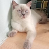 14 Aylık Dişi British Shorthair