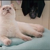 14 Aylık Dişi British Shorthair